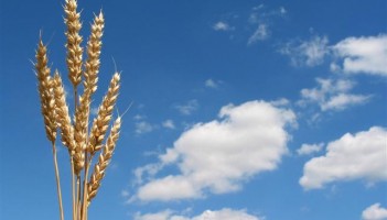 bolesti pšenice