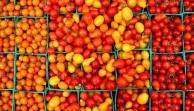 proizvodnja paradajza