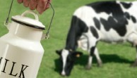 proizvodnja mleka