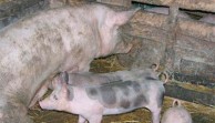 reprodukcija svinja