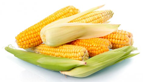bolesti kukuruza