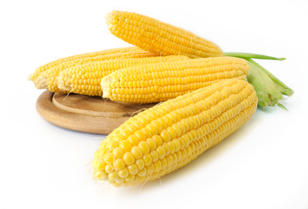 oboljenja kukuruza