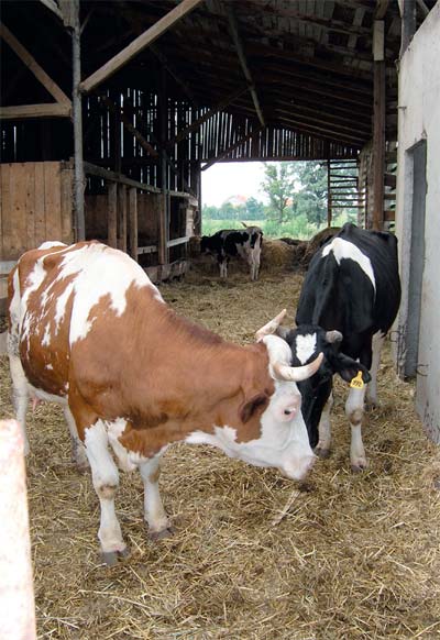 ishrana krava u laktaciji