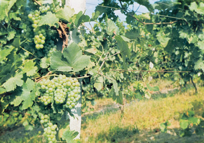 radovi u vinogradu