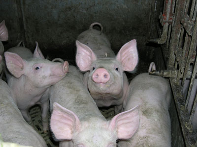 proizvodnja svinjskog mesa