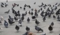 parenje golubova