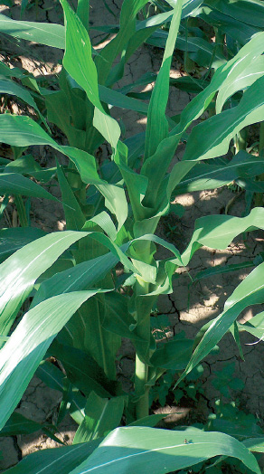 oboljenja kukuruza