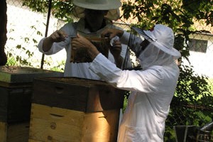 mobilni-telefon-u-pcelinjaku