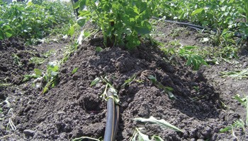 proizvodnja-krompira